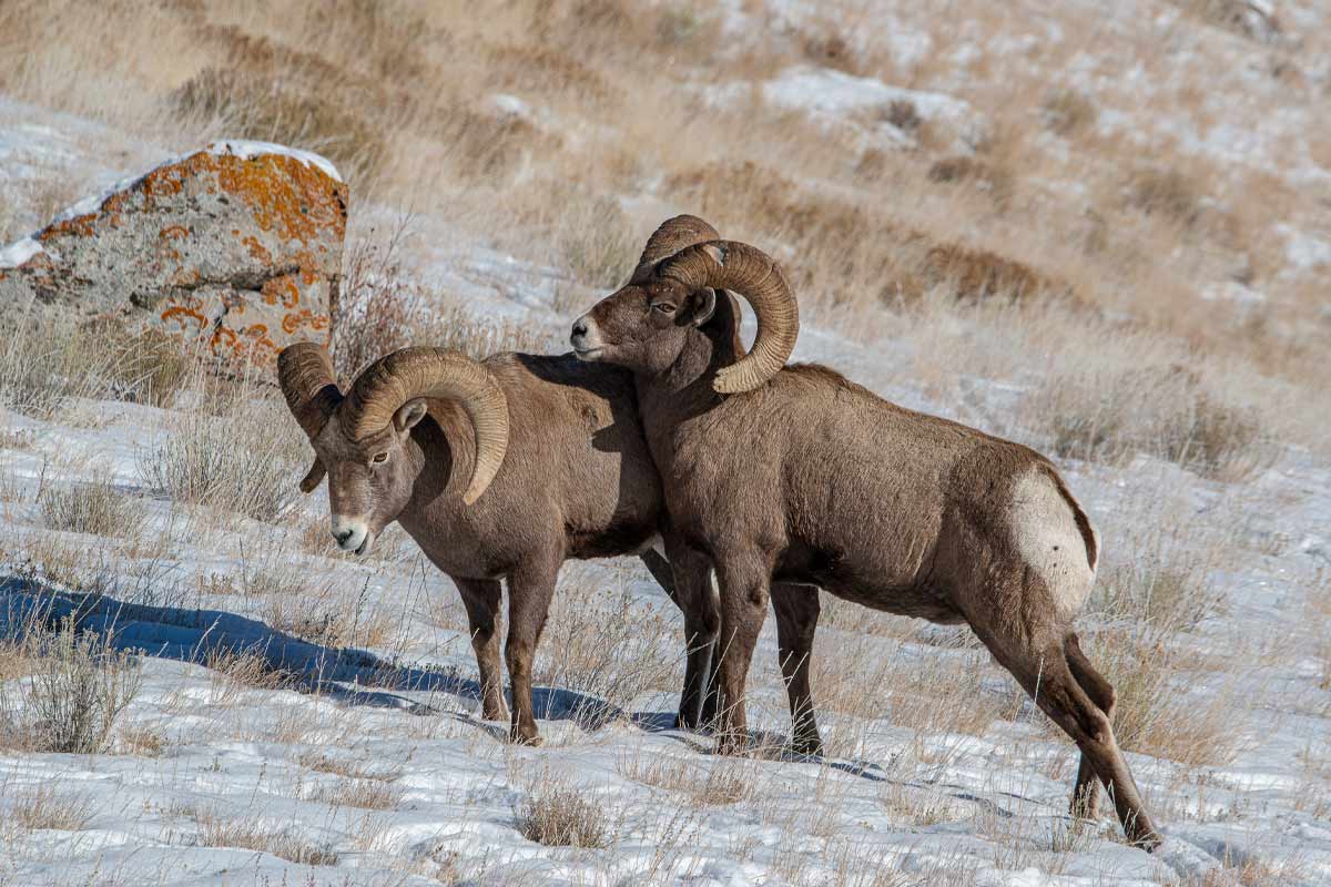 Teton-Wildlife_Bighorn-Sheep